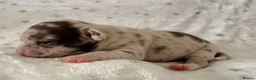 Chihuahua dogs for sale: Beautiful Chihuahua Puppies Raised in Loving Home - Advert 11
