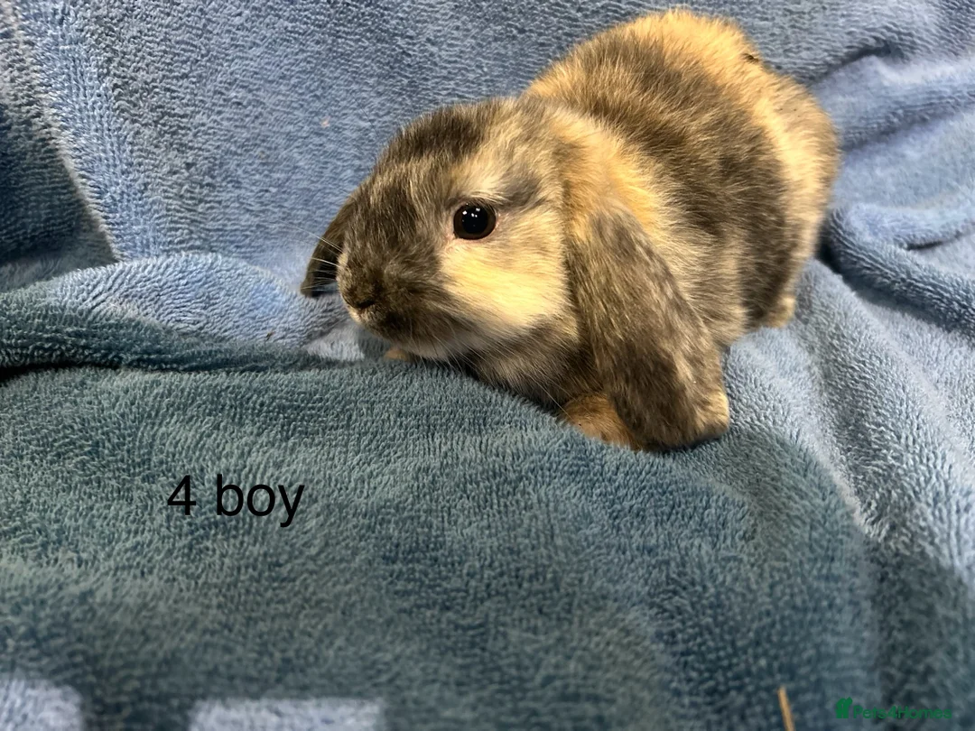Dwarf Lop rabbits for sale: Mini x dwarf baby lop rabbits  - Advert 9