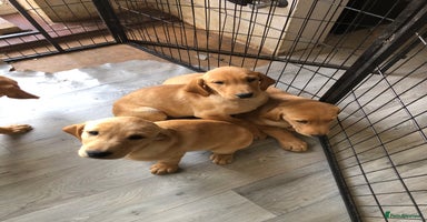 Labrador Retriever dogs - Advert 2