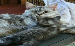 Maine Coon cats for sale: Beautiful maine coon kittens  - Image 26