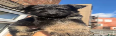 German Shepherd 4