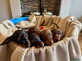 Miniature Dachshund dogs - Advert 13
