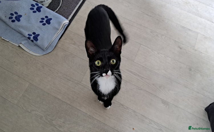 Domestic Shorthair cats - Advert 3