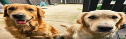 Golden Retriever dogs for sale: READY TO RESERVE  in Bradford - Advert 3