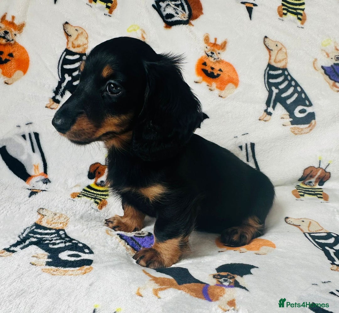 Miniature Dachshund dogs for sale: Ready NOW Stunning KC long haired mini dachshund  - Advert 9