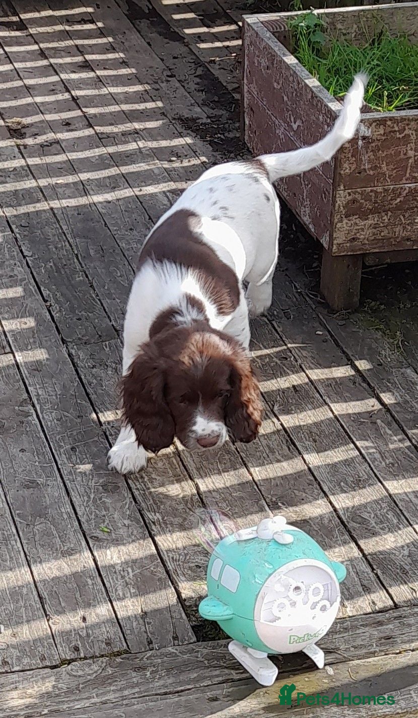 English Springer Spaniel dogs Gorgeous English Springer Spaniels Puppies - Advert 1