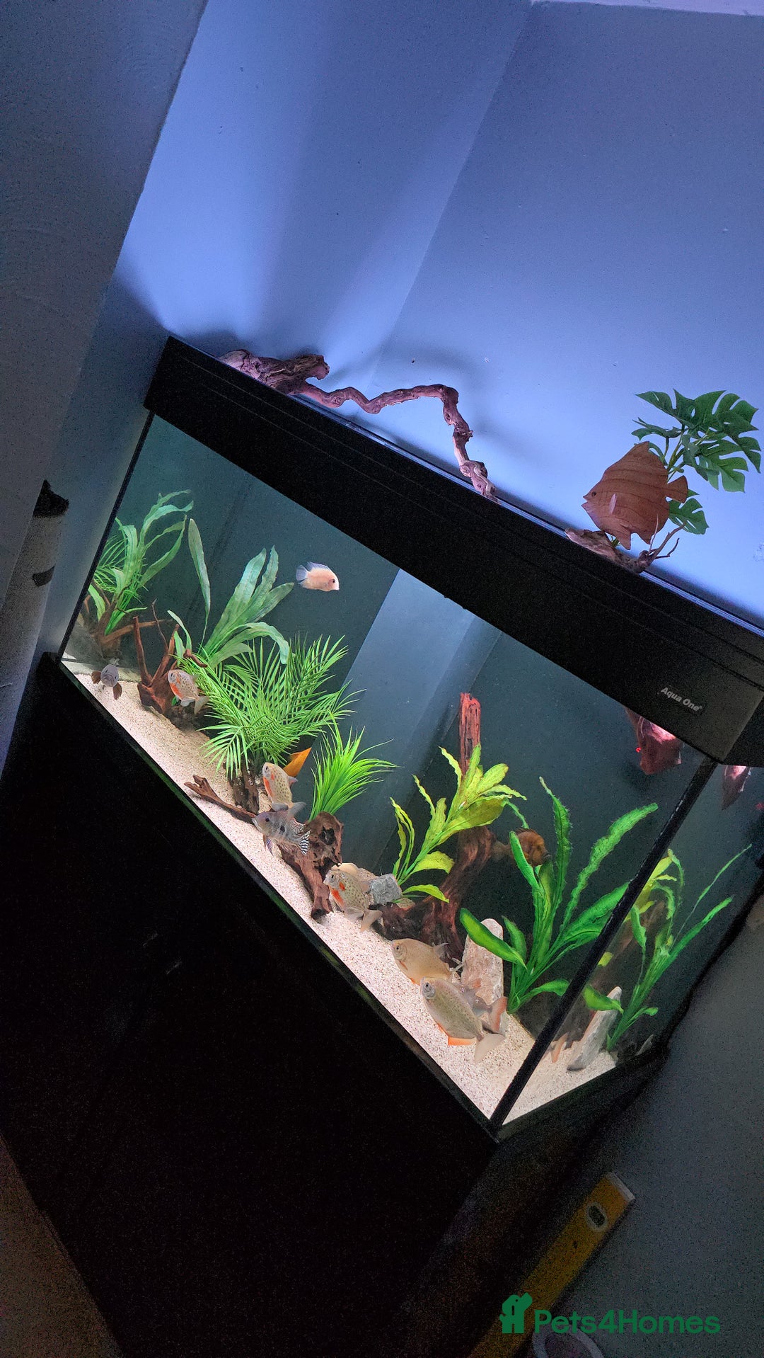 Other/Mixed Breed fish for sale: Aqua one 400 full set up plus more  - Image 5