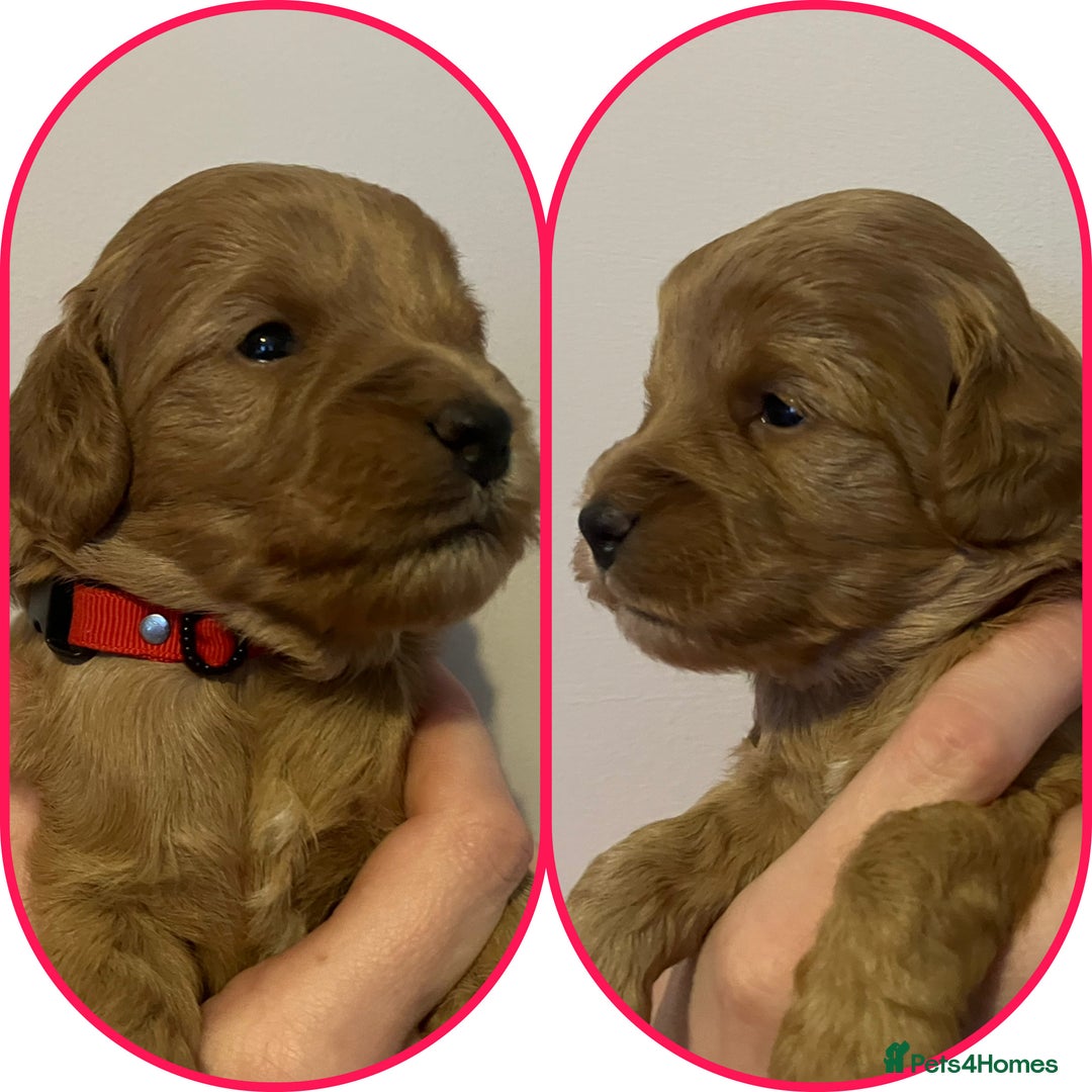 Cavapoo dogs for sale: Outstanding F1B Cavapoos - Health Tested Parents  - Advert 3