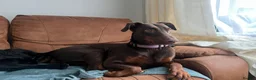Dobermann dogs for sale: ❤️ Exceptional Family-Raised Doberman Puppies ❤️ - Advert 34