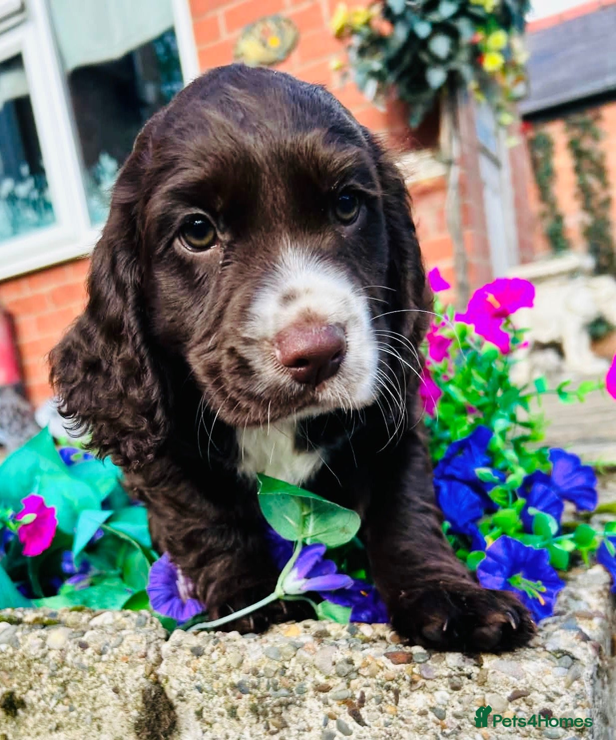 Cocker Spaniel dogs Dumplings 🥟  - Advert 2