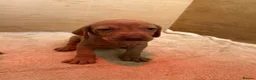 Hungarian Vizsla dogs for sale: !!REDUCED!! Beautiful KC Registered Vizsla Pups - Advert 37