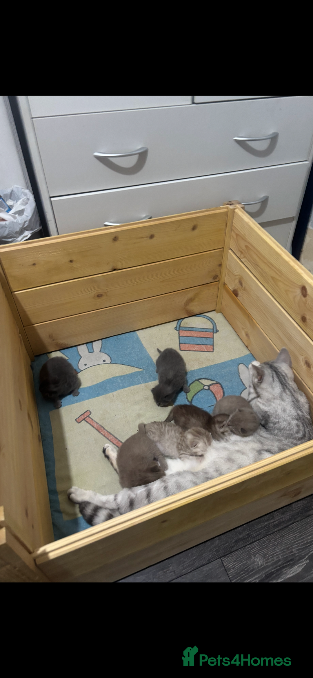 British Shorthair cats for sale: British shorthair kittens  - Image 4