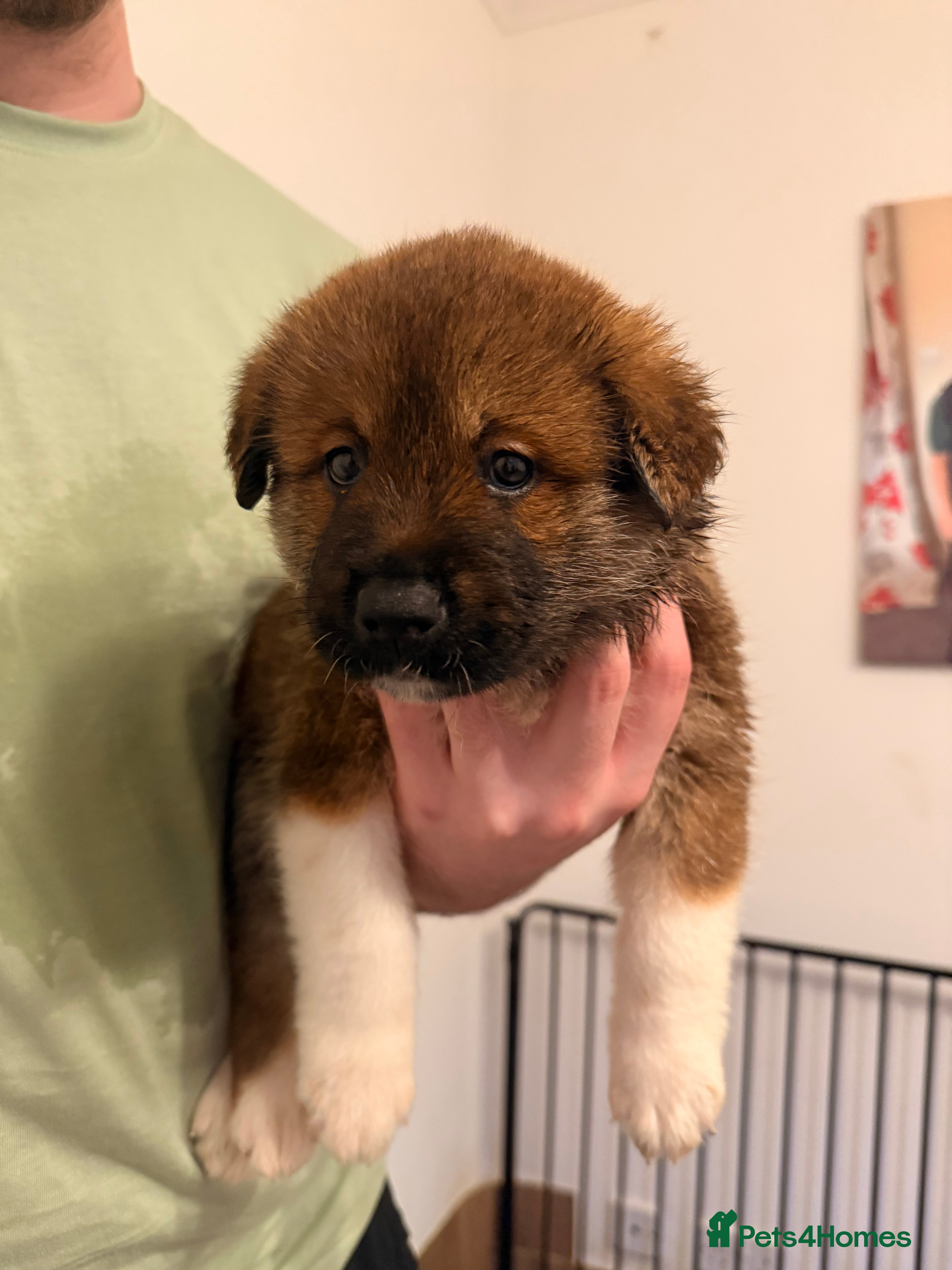 Mixed Breed dogs Rottweiler x American Akita Puppies - READY 30/09 - Advert 2