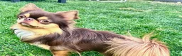 Chihuahua dogs for sale: 4 kc beautiful Russian chihuahuas  - Advert 12
