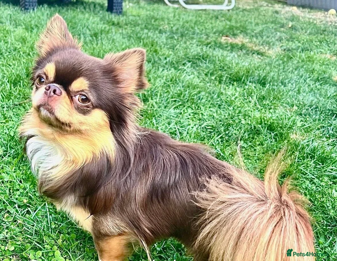 Chihuahua dogs for sale: 4 kc beautiful Russian chihuahuas  - Advert 12