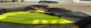 Rottweiler 3