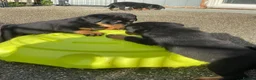 Rottweiler dogs for sale: Our gorgeous litter had 9 Rottweiler - Advert 4