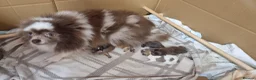 Pomeranian dogs for sale: 🐾🌟 Beautiful and Unique Pomeranian Puppies 🌟🐾 - Advert 9