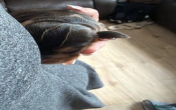 Cocker Spaniel dogs for sale: Gorgeously adorable Show Cocker Spaniels - Advert 11