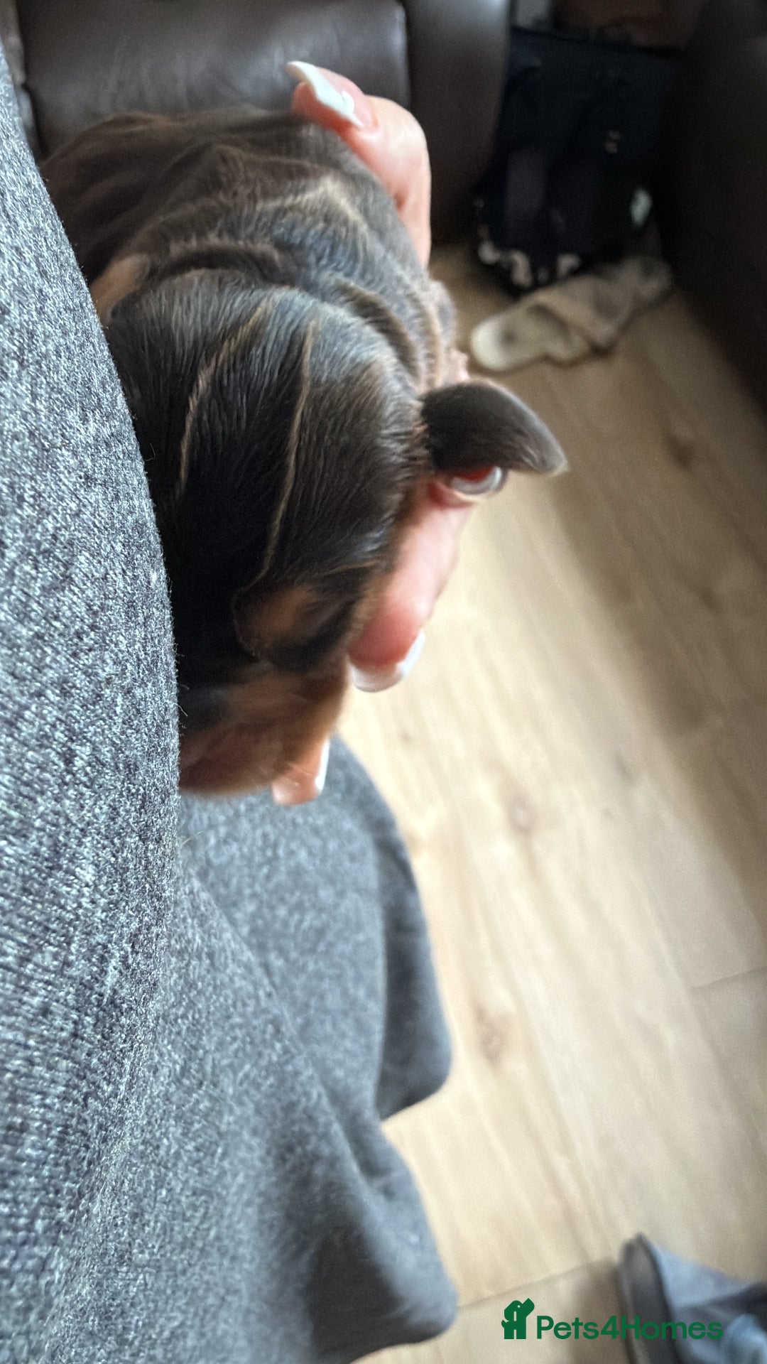 Cocker Spaniel dogs for sale: Gorgeously adorable Show Cocker Spaniels - Advert 11