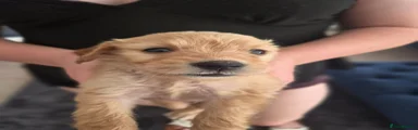 Puppy 7