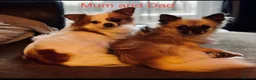 Chihuahua dogs for sale: Beautiful Chihuahua puppies  - Advert 9