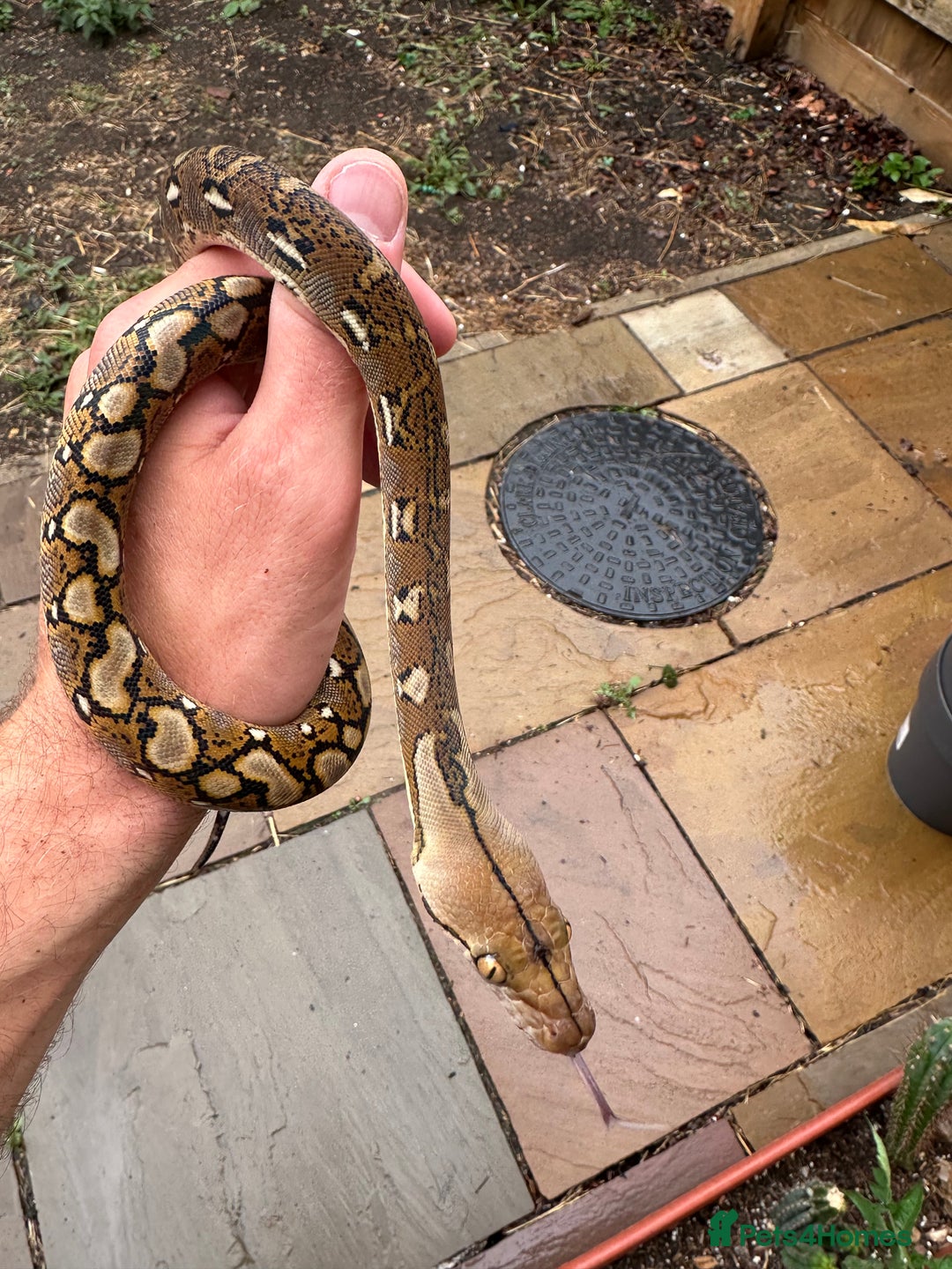 Python Snake reptiles for sale: Superdwarf Retic - Image 4