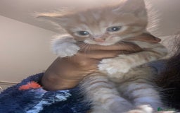 American Shorthair cats for sale: Cute kittens for sale - Image 1