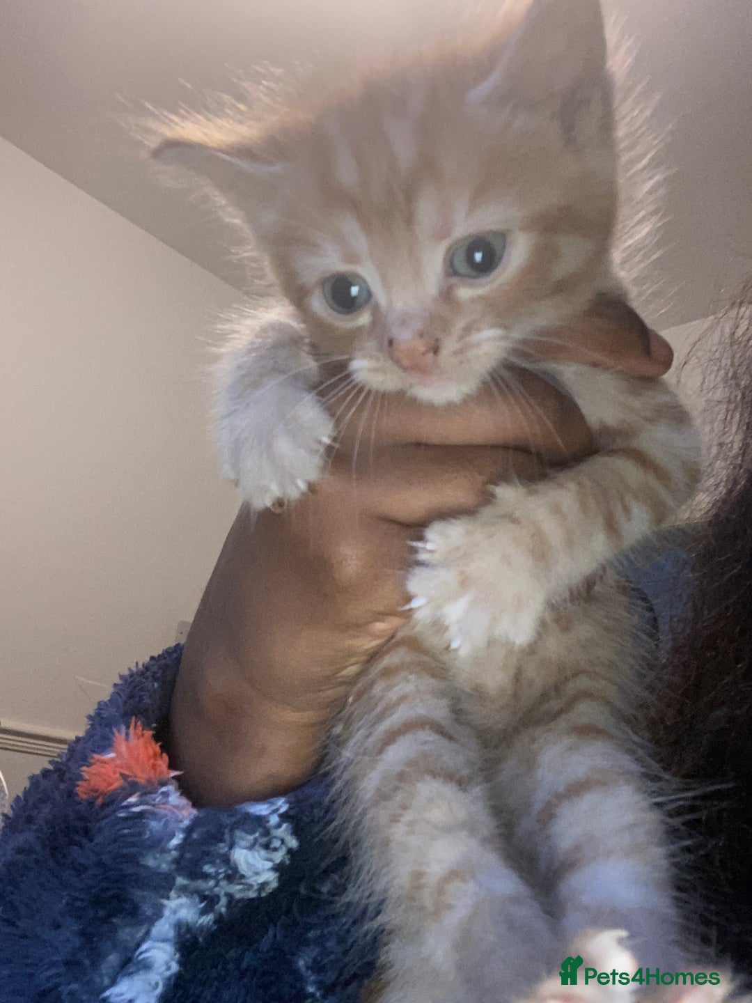 American Shorthair cats for sale: Cute kittens for sale - Image 1