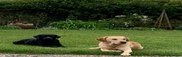 Labrador Retriever dogs for sale: Well handled Labrador puppies need a loving home - Advert 6