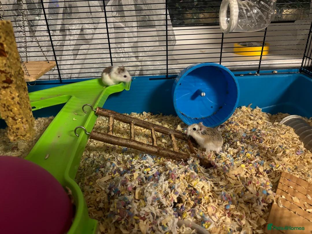 Hamster rodents for sale: 2 dwarf hamsters  - Advert 2