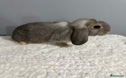 Mini Lop rabbits for sale: Mini lop - Image 18