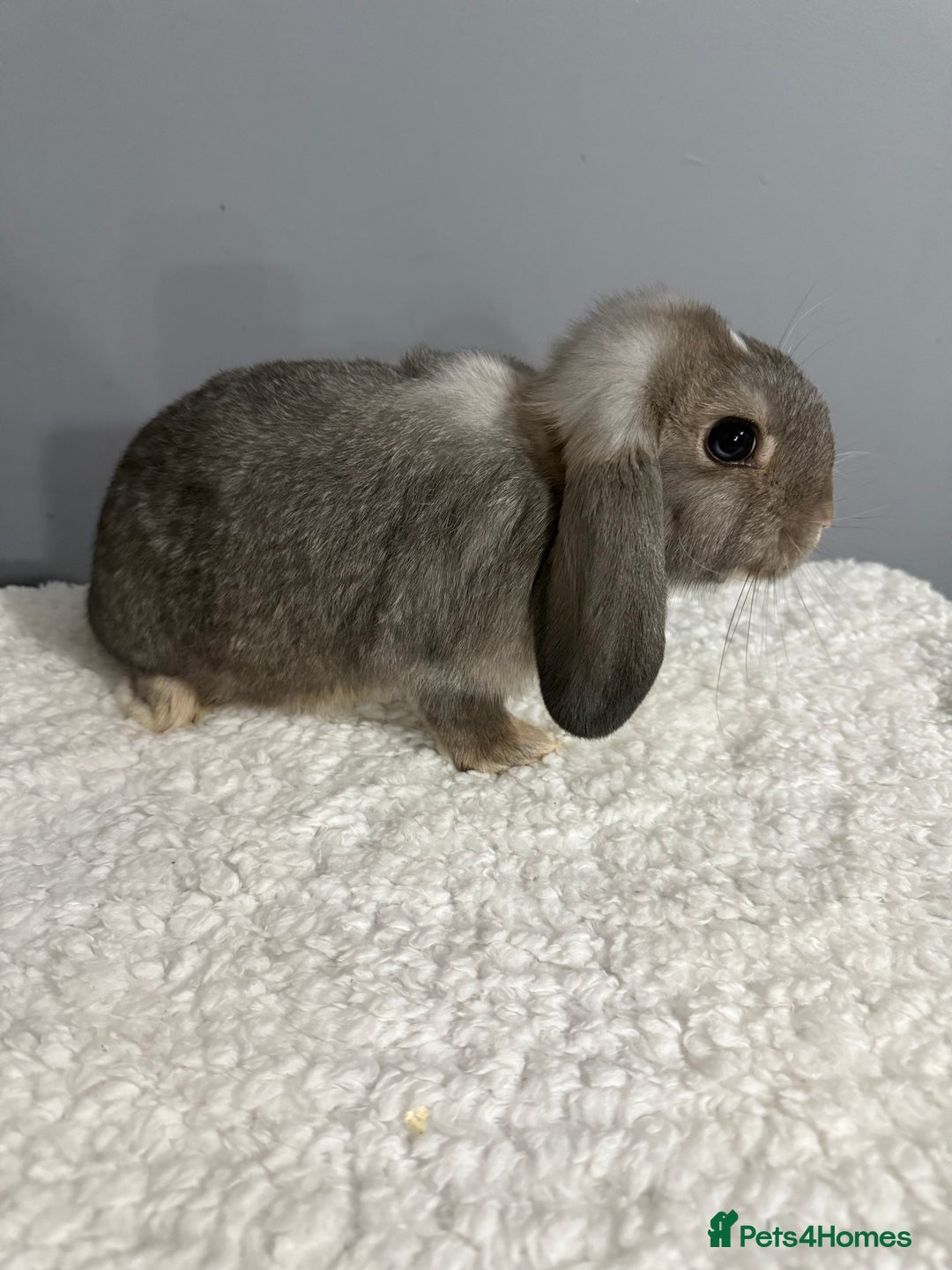 Mini Lop rabbits for sale: Mini lop - Image 18