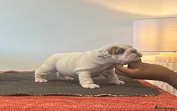 English Bulldog dogs for sale: Kc reg Show quality puppies available  - Image 4