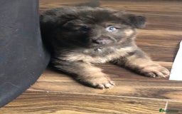 German Shepherd dogs for sale: Blue German Shepherd  - Image 34