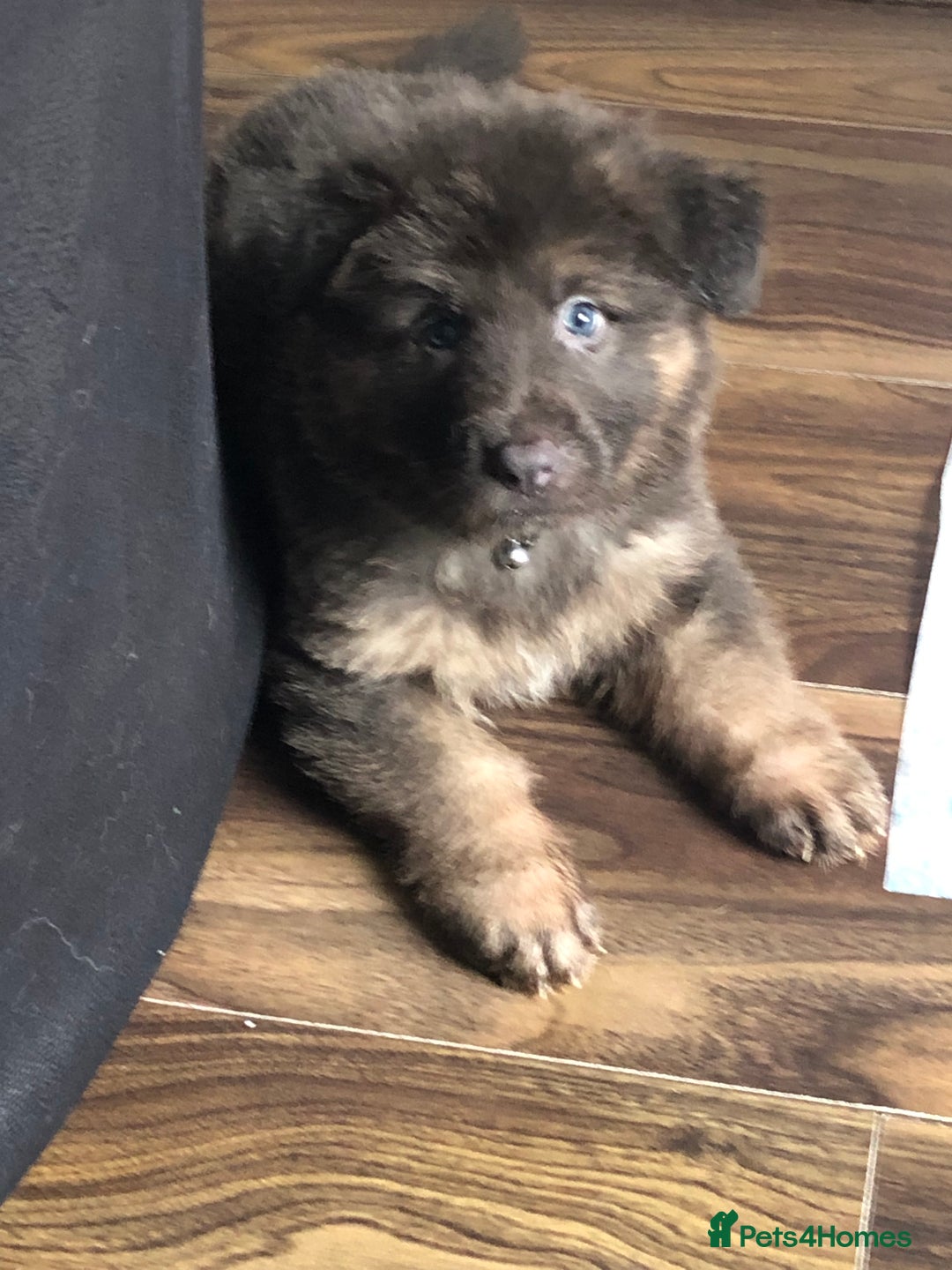 German Shepherd dogs for sale: Blue German Shepherd  - Image 34