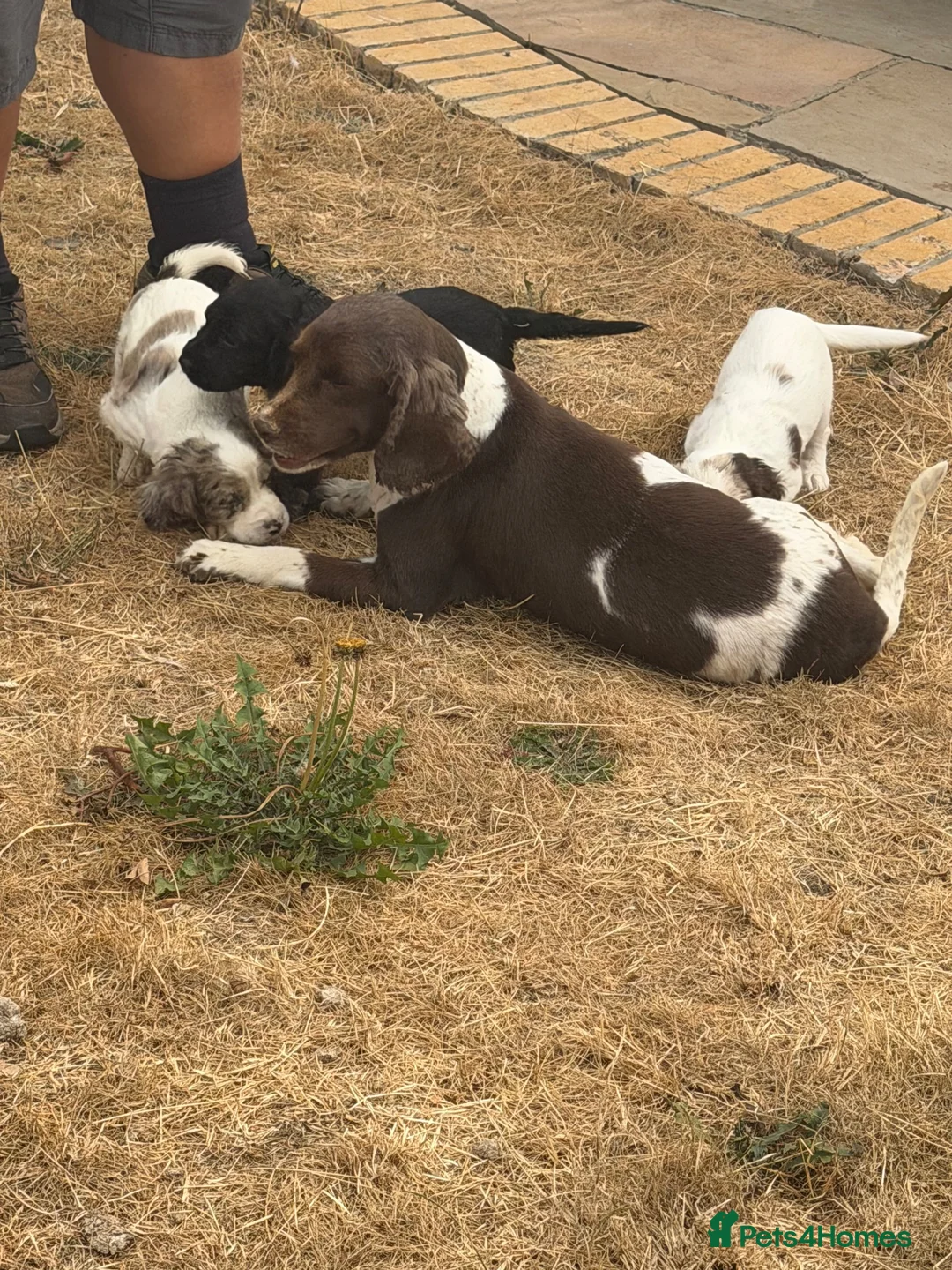 Cocker Spaniel dogs for sale: Cocker spaniel puppies - Advert 14