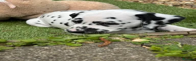 Dalmatian Puppy 1