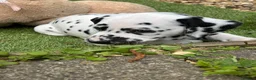 Dalmatian dogs for sale: Last one Beautiful KC Registered Dalmatian Puppie  - Advert 29