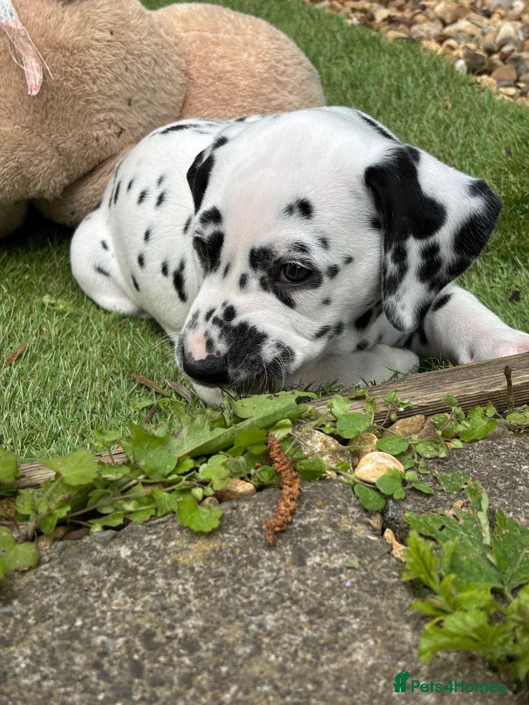 Dalmatian dogs for sale: Last one Beautiful KC Registered Dalmatian Puppie  - Advert 29