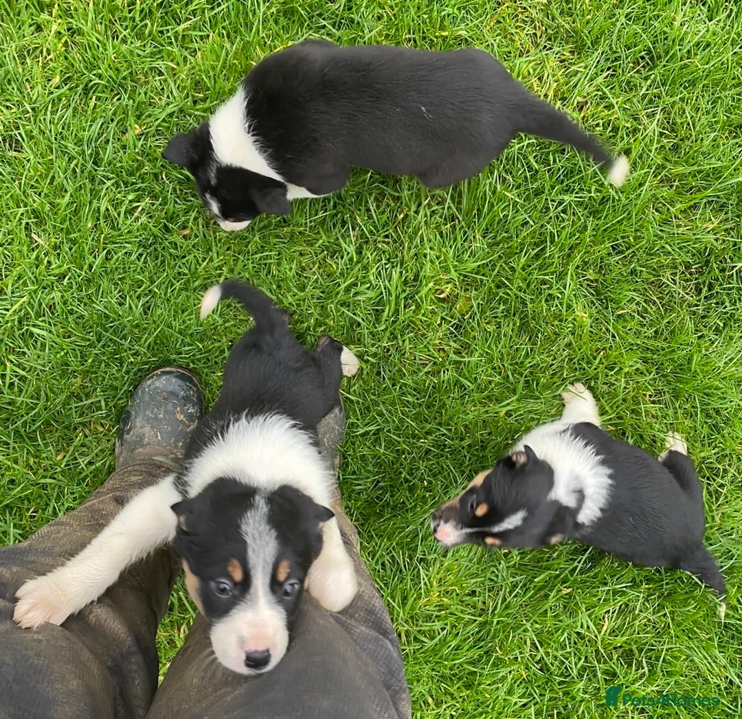 Border Collie dogs for sale: Ted! - Proven Working Border Collie Puppy! - Advert 7