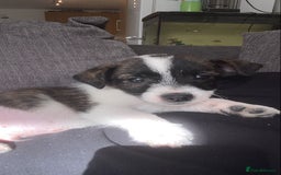 Jack Russell dogs for sale: Beautiful jack russle puppies - Image 34
