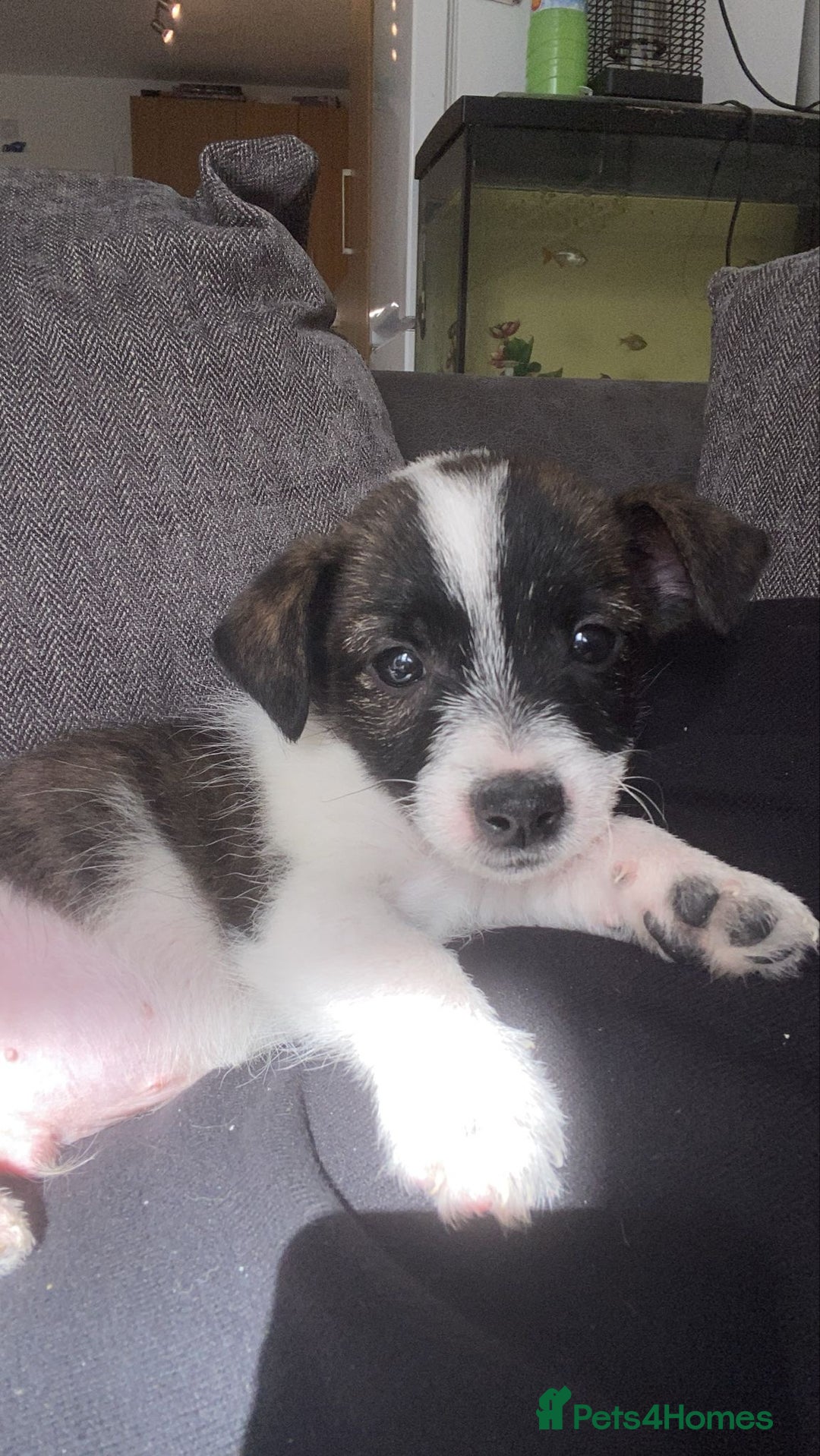 Jack Russell dogs for sale: Beautiful jack russle puppies - Image 34