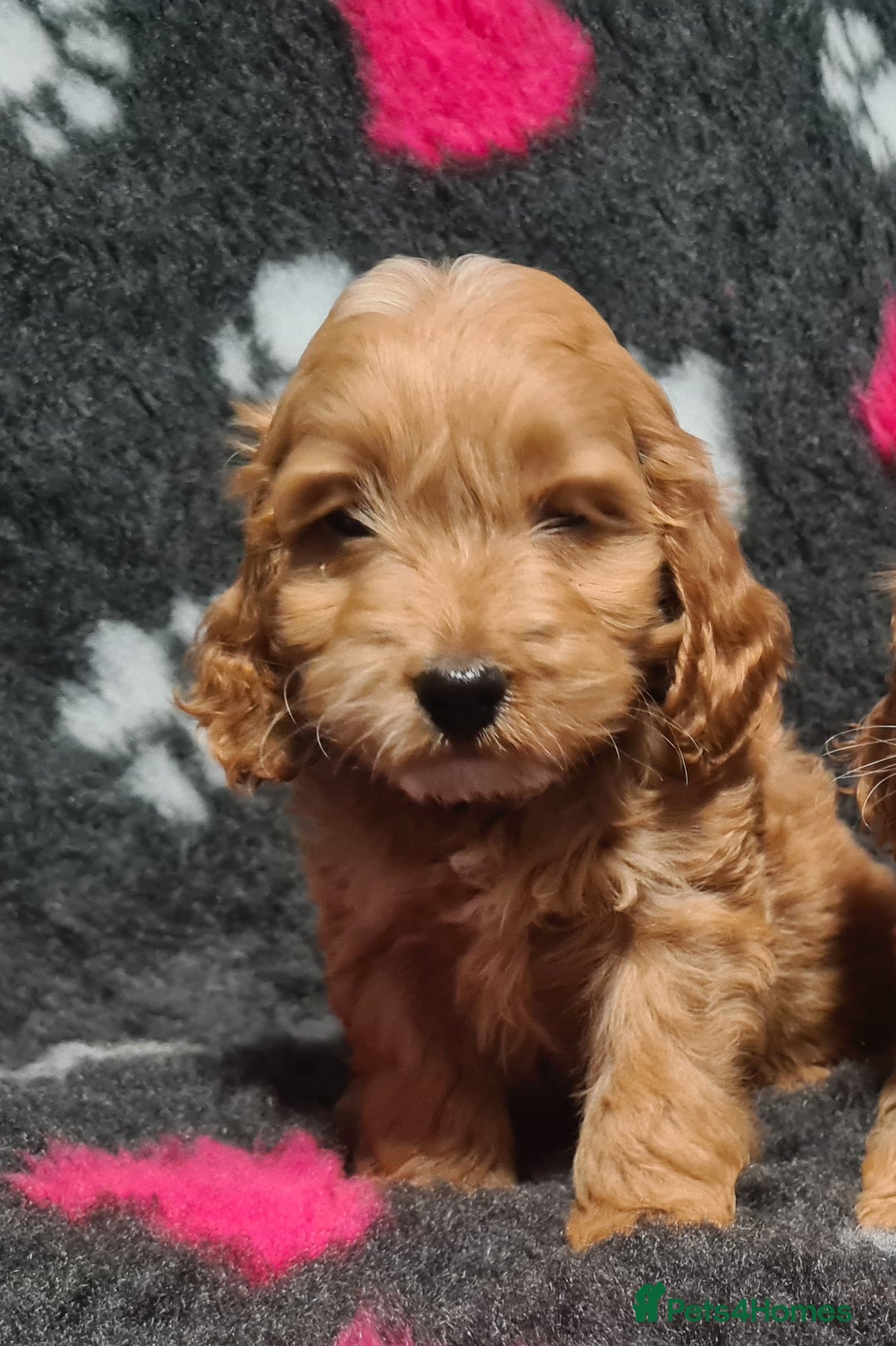 Cockapoo dogs for sale: Amazing F1 Mini Cockapoos  - Advert 7