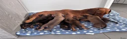 Dachshund dogs for sale: Armagh Dachshunds Ready for new homes - Advert 1