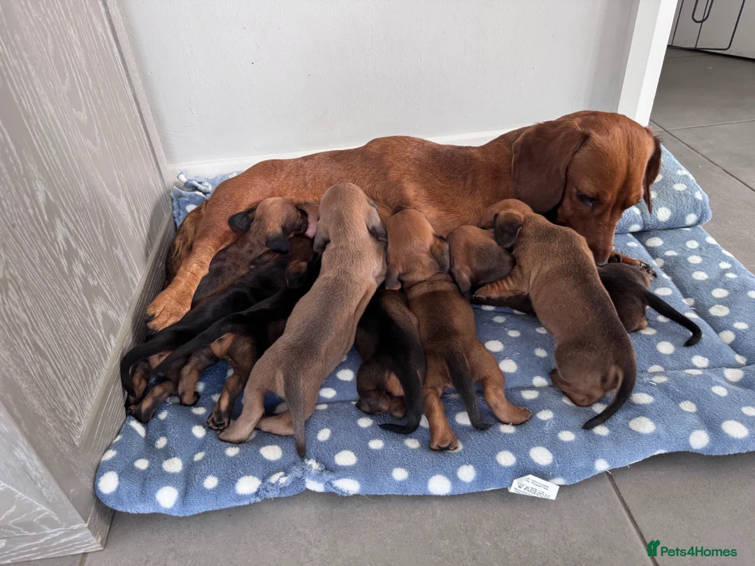 Dachshund dogs for sale: Armagh Dachshunds Ready for new homes - Advert 1