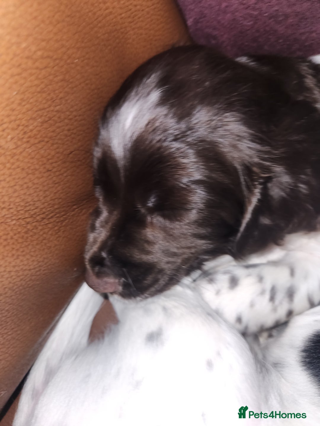 Cocker Spaniel dogs for sale: Cocker spaniel puppys. - Advert 7