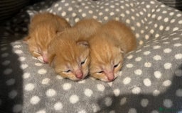 Mixed Breed cats for sale: 3 ginger kittens 🐈 - Image 3