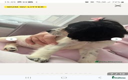 Cocker Spaniel dogs for sale: Black and white female cocker spaniel  - Image 4