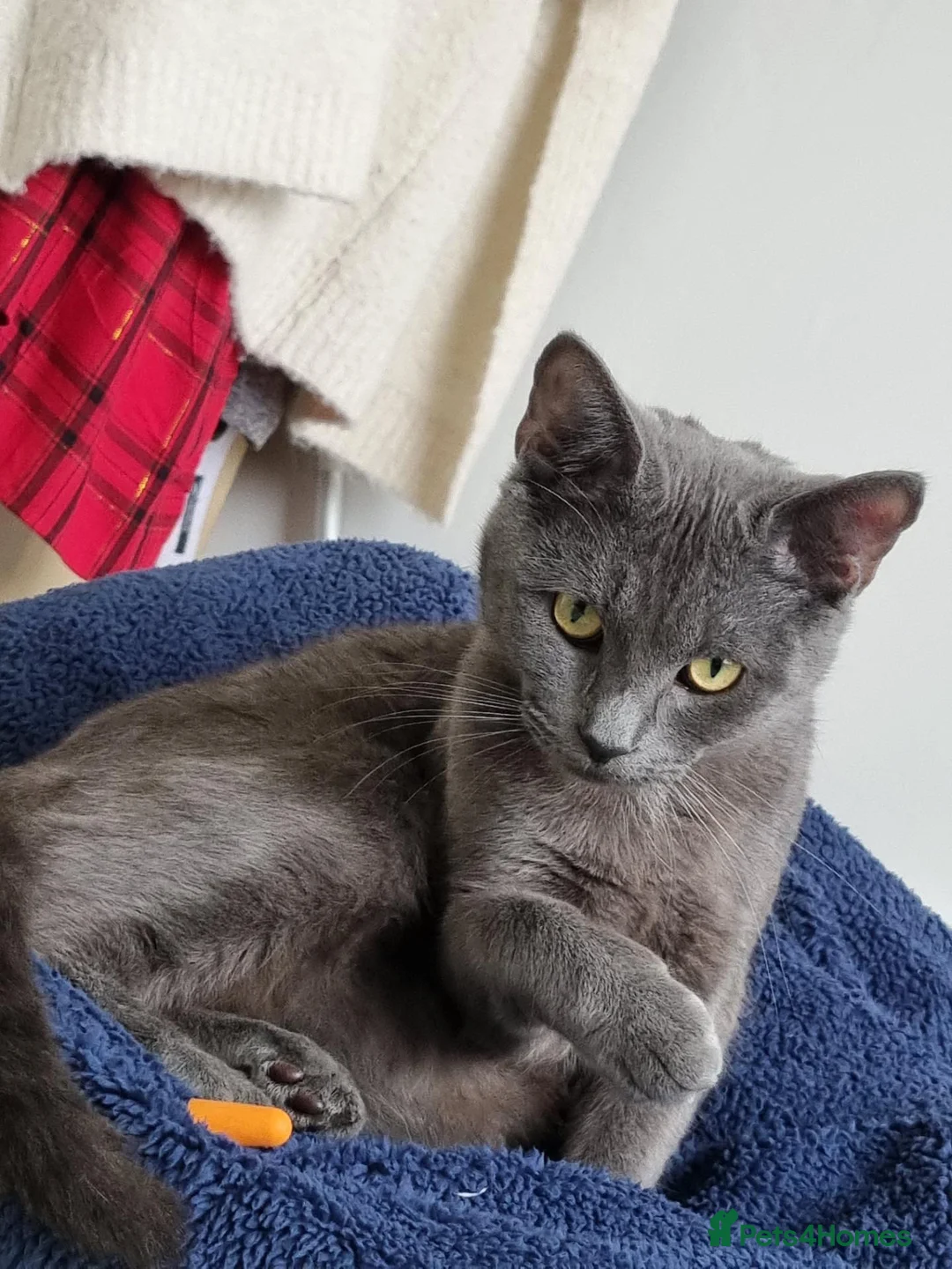 Mixed Breed cats for sale: Beautiful kittens  - Advert 1